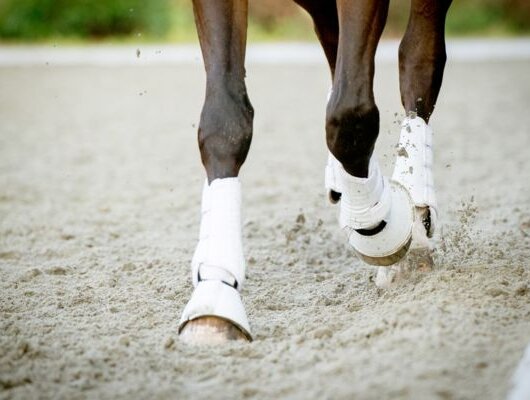 Front legs of a horse wearing white leg wraps, moving across a sandy riding arena.