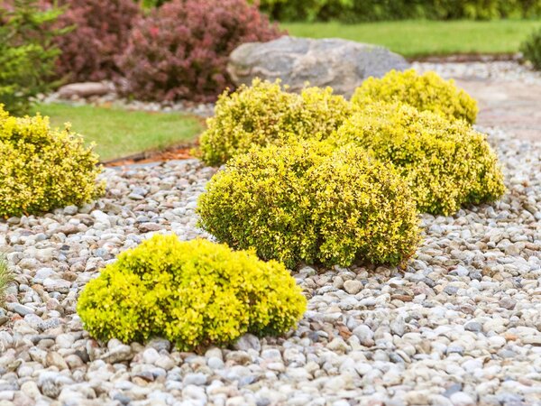 Small yellow-green shrubs growing in a well-kept rock garden with gravel and natural stones.