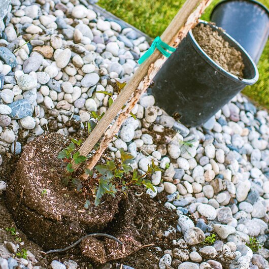 Small plant with root ball being planted into a bed of gray decorative pebbles, with flower pots in the background.