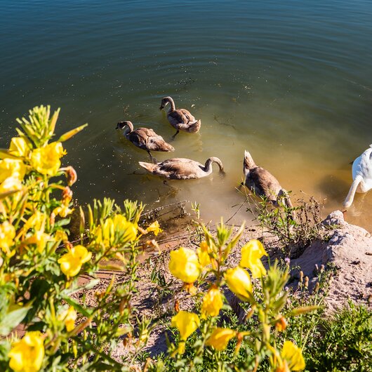 A family of swans swims near the shore of a pond with yellow flowers in the foreground.