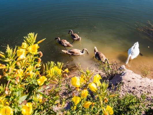 A family of swans swims near the shore of a pond with yellow flowers in the foreground.