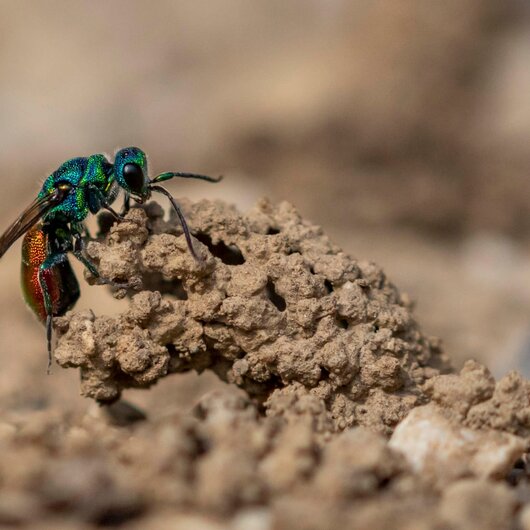 A shimmering cuckoo wasp sits on a small mound of earth in a sand pit.