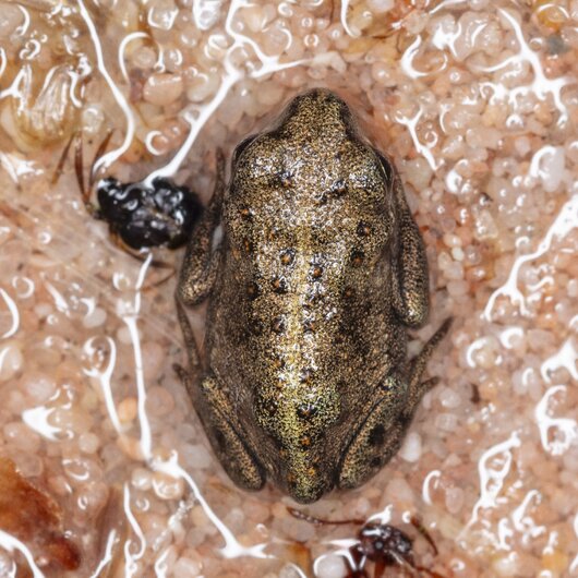 A natterjack toad sits well camouflaged on wet sand, surrounded by small grains and insects.