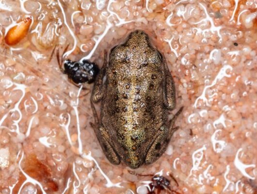 A natterjack toad sits well camouflaged on wet sand, surrounded by small grains and insects.