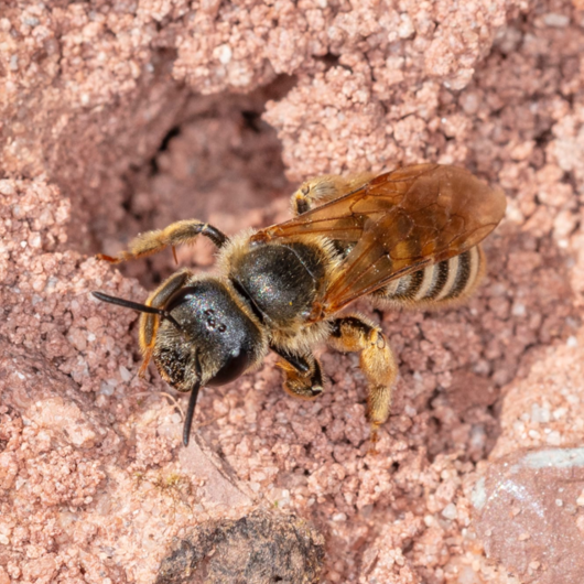 A wild bee sits on sandy ground at the entrance to its nest.