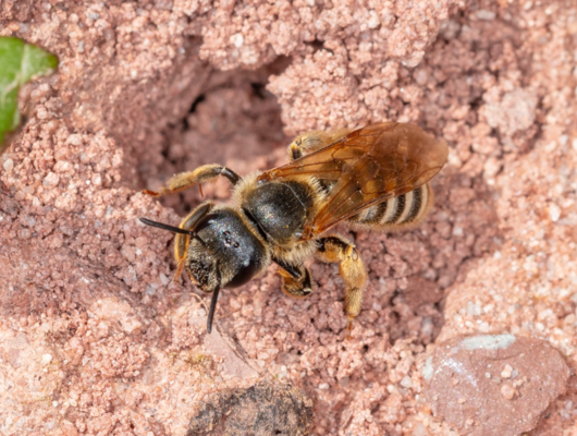 A wild bee sits on sandy ground at the entrance to its nest.